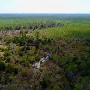 Photo of 16.64 Acres of Hunting Land for Sale in Pamlico County NC!