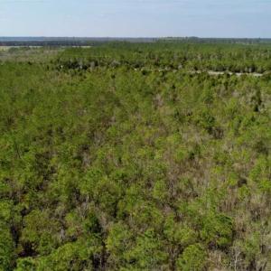 Photo of 16.64 Acres of Hunting Land for Sale in Pamlico County NC!