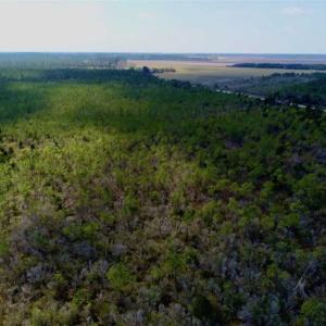 Photo of 16.64 Acres of Hunting Land for Sale in Pamlico County NC!