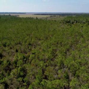 Photo of 16.64 Acres of Hunting Land for Sale in Pamlico County NC!