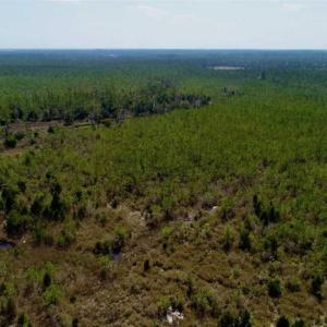 Photo of 16.64 Acres of Hunting Land for Sale in Pamlico County NC!