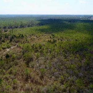 Photo of 16.64 Acres of Hunting Land for Sale in Pamlico County NC!