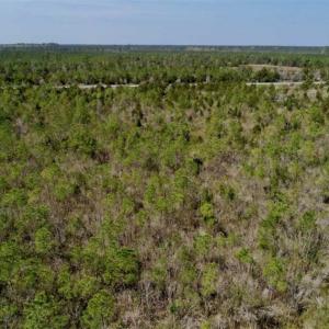 Photo of 16.64 Acres of Hunting Land for Sale in Pamlico County NC!