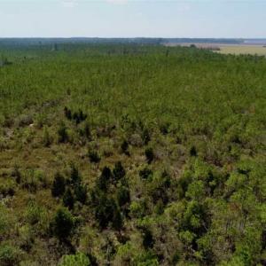 Photo of 16.64 Acres of Hunting Land for Sale in Pamlico County NC!