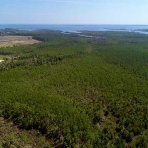 Photo of 16.64 Acres of Hunting Land for Sale in Pamlico County NC!