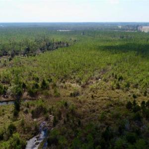 Photo of 16.64 Acres of Hunting Land for Sale in Pamlico County NC!