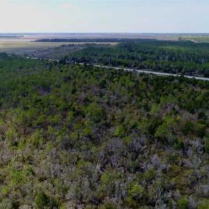 Photo of 16.64 Acres of Hunting Land for Sale in Pamlico County NC!