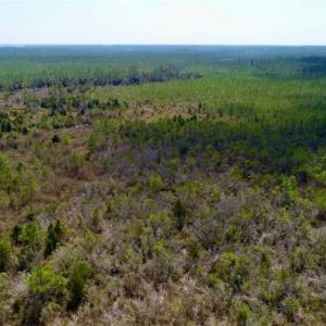Photo of 16.64 Acres of Hunting Land for Sale in Pamlico County NC!
