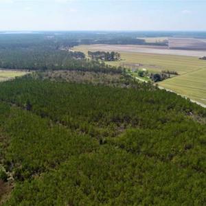 Photo of 16.64 Acres of Hunting Land for Sale in Pamlico County NC!