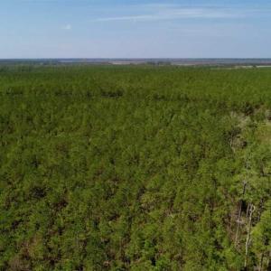 Photo of SOLD!!  26.94  Acres of Hunting Land for Sale in Pamlico County NC!