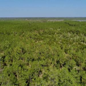 Photo of SOLD!!  26.94  Acres of Hunting Land for Sale in Pamlico County NC!