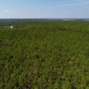 Photo of SOLD!!  26.94  Acres of Hunting Land for Sale in Pamlico County NC!