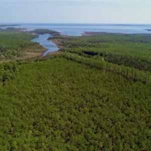Photo of SOLD!!  26.94  Acres of Hunting Land for Sale in Pamlico County NC!
