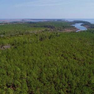 Photo of SOLD!!  26.94  Acres of Hunting Land for Sale in Pamlico County NC!