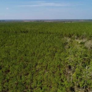 Photo of SOLD!!  26.94  Acres of Hunting Land for Sale in Pamlico County NC!