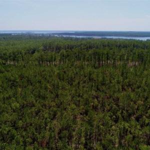 Photo of SOLD!!  26.94  Acres of Hunting Land for Sale in Pamlico County NC!