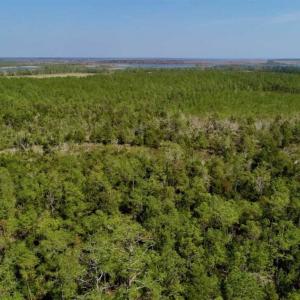Photo of SOLD!!  26.94  Acres of Hunting Land for Sale in Pamlico County NC!