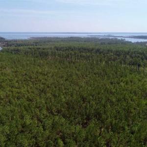 Photo of SOLD!!  26.94  Acres of Hunting Land for Sale in Pamlico County NC!