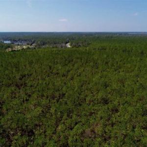 Photo of SOLD!!  26.94  Acres of Hunting Land for Sale in Pamlico County NC!