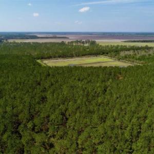 Photo of SOLD!!  50.29  Acres of Hunting Land for Sale in Pamlico County NC!