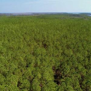 Photo of SOLD!!  50.29  Acres of Hunting Land for Sale in Pamlico County NC!