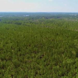 Photo of SOLD!!  50.29  Acres of Hunting Land for Sale in Pamlico County NC!