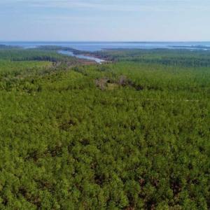 Photo of SOLD!!  50.29  Acres of Hunting Land for Sale in Pamlico County NC!