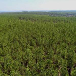 Photo of SOLD!!  50.29  Acres of Hunting Land for Sale in Pamlico County NC!