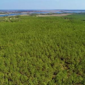 Photo of SOLD!!  50.29  Acres of Hunting Land for Sale in Pamlico County NC!