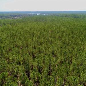 Photo of SOLD!!  50.29  Acres of Hunting Land for Sale in Pamlico County NC!
