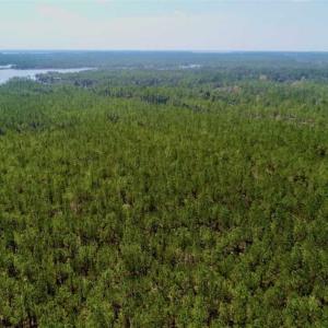 Photo of SOLD!!  50.29  Acres of Hunting Land for Sale in Pamlico County NC!