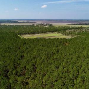 Photo of SOLD!!  50.29  Acres of Hunting Land for Sale in Pamlico County NC!