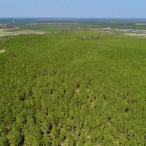 Photo of SOLD!!  50.29  Acres of Hunting Land for Sale in Pamlico County NC!