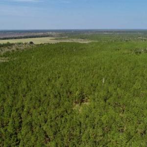 Photo of SOLD!!  50.29  Acres of Hunting Land for Sale in Pamlico County NC!