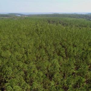 Photo of SOLD!!  50.29  Acres of Hunting Land for Sale in Pamlico County NC!