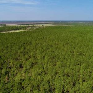 Photo of SOLD!!  50.29  Acres of Hunting Land for Sale in Pamlico County NC!