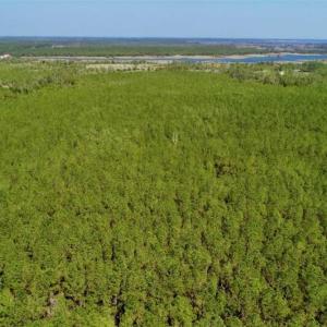 Photo of SOLD!!  50.29  Acres of Hunting Land for Sale in Pamlico County NC!