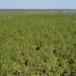 Photo of SOLD!!  50.29  Acres of Hunting Land for Sale in Pamlico County NC!