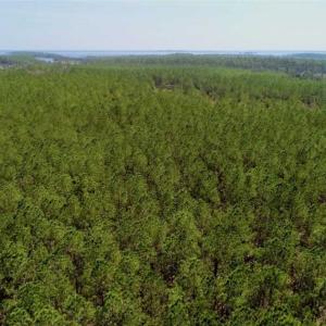 Photo of SOLD!!  50.29  Acres of Hunting Land for Sale in Pamlico County NC!