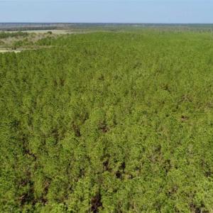 Photo of SOLD!!  50.29  Acres of Hunting Land for Sale in Pamlico County NC!