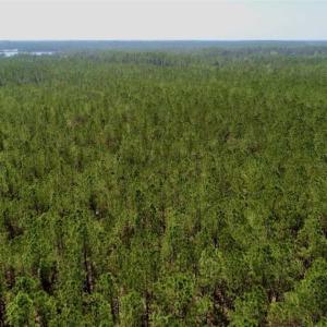 Photo of SOLD!!  50.29  Acres of Hunting Land for Sale in Pamlico County NC!