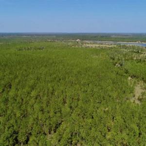Photo of SOLD!!  50.29  Acres of Hunting Land for Sale in Pamlico County NC!