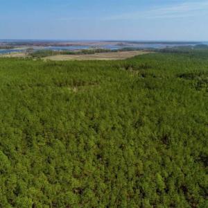 Photo of SOLD!!  50.29  Acres of Hunting Land for Sale in Pamlico County NC!