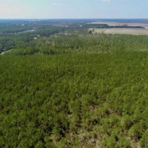 Photo of SOLD!!  50.29  Acres of Hunting Land for Sale in Pamlico County NC!