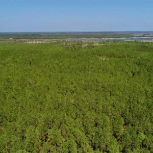 Photo of SOLD!!  50.29  Acres of Hunting Land for Sale in Pamlico County NC!