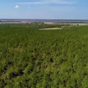 Photo of SOLD!!  50.29  Acres of Hunting Land for Sale in Pamlico County NC!