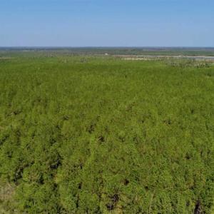 Photo of SOLD!!  50.29  Acres of Hunting Land for Sale in Pamlico County NC!