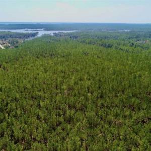 Photo of SOLD!!  50.29  Acres of Hunting Land for Sale in Pamlico County NC!