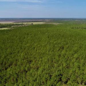 Photo of SOLD!!  50.29  Acres of Hunting Land for Sale in Pamlico County NC!