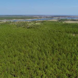 Photo of SOLD!!  50.29  Acres of Hunting Land for Sale in Pamlico County NC!